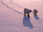 Dos osos polares caminando