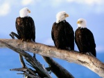 Tres águilas mirando el cielo desde una rama