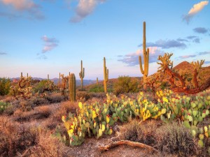 Cactus y nopales en el desierto de Sonora
