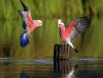 Aves exóticas a ras de agua