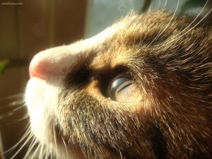 Gato mirando al sol