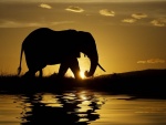 Elefante caminando al atardecer