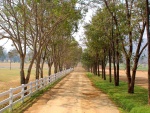 Camino rural cercado por grandes árboles