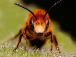 El rostro de una abeja