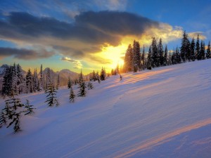 Postal: Amanecer en un bosque nevado