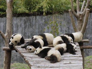 Postal: Osos panda descansando