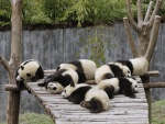 Osos panda descansando