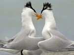 Pájaros enamorados