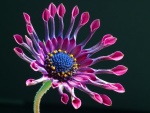 Hermosa flor púrpura