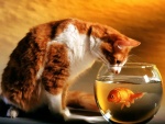 Un gato observando a un pez