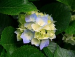 Hortensia de dos colores