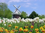 Tulipanes de varios colores en un bosque de Holanda