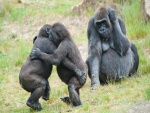Dos gorilas bailando, y su mamá mirando