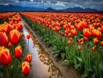 Campo de tulipanes holandeses