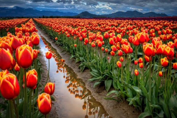 Campo de tulipanes holandeses