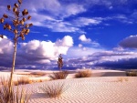 Vegetación seca en un desierto de arena blanca