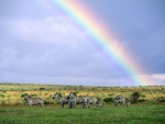 Cebras comiendo bajo un arcoíris