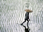 Campo de arroz inundado