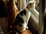 Gato observando por la ventana