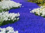 Un río de flores violáceas