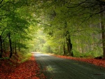 Carretera entre árboles y hojas
