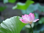 Una delicada flor de loto