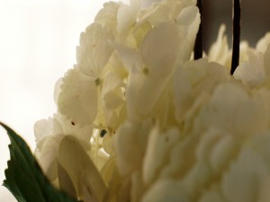 Postal: Florecillas blancas