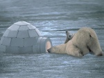 Osos polares visitando un iglú