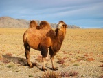 Camello en el Desierto de Gobi (Mongolia)