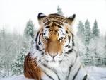 Tigre siberiano