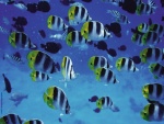 Banco de peces tropicales en el mar