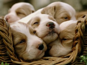 Postal: Cachorritos descansando