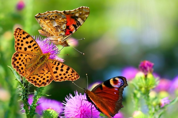 Mariposas multicolores posadas sobre flores