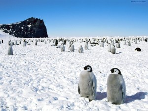 Postal: Pingüinos emperador