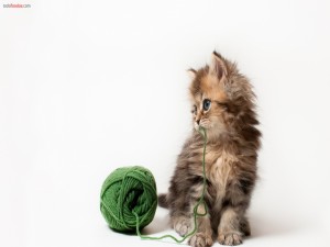 Postal: Gatito con un ovillo de lana