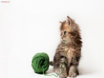 Gatito con un ovillo de lana