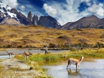 Guanacos en el Parque Nacional Torres del Paine (Chile)
