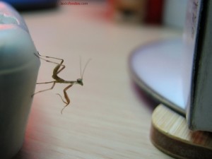 Postal: Pequeña mantis