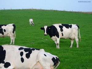 Postal: Vacas pastando