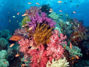 Postal: Arrecife coralino