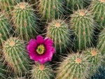 Flor del cactus