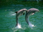 Delfines saltando a dúo