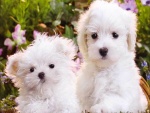 Dos hermosos y tiernos perritos blancos