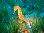 Caballito de mar (hipocampo)