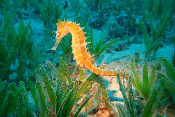 Caballito de mar (hipocampo)