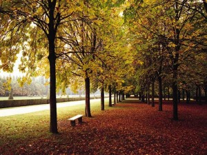 Postal: Alameda en otoño