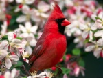 Cardenal rojo (o cardenal norteño)