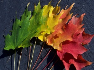 Postal: Espectro de color en las hojas