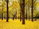 Arboleda de hojas amarillas