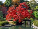 Jardín oriental con un árbol de hojas rojas